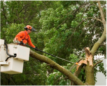 Tree Trimming Service